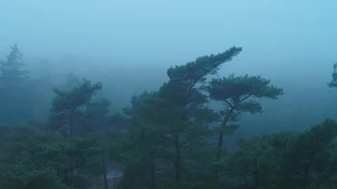 Drone flying slowly forwards over dark foggy creepy winter forest Video stock 283072611