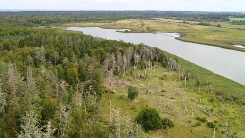 Drone flying slowly forwards over dead fallen trees on the ground in the ea.. Stock Footage 283072655