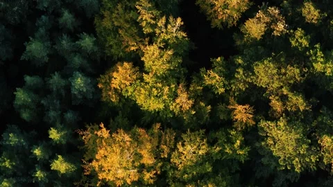 Drone flying slowly forwards over beautiful sun soaked Danish forest in the.. Video stock 305564516
