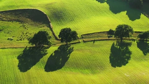 Drone flying slowly over beautiful green summer meadow Stock Footage 298650476