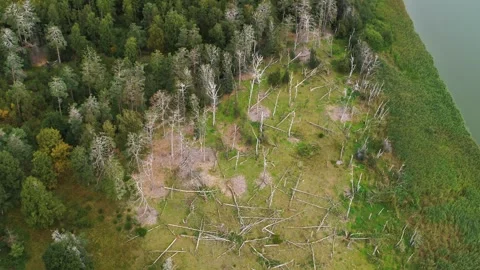 Drone flying slowly over dead fallen trees on the ground in the early autumn Video stock 283072639