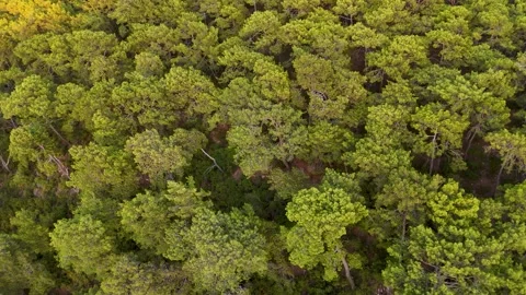 Drone Flying Slowly Over a Dense Forest Canopy 4K Stock Footage 315402152