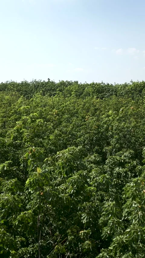 Drone flying slowly over a forest with many trees in Vietnam Stock Footage 280145445