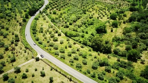 A drone flying slowly over olive trees, a beautiful natural view of a green Stock Footage 243928792