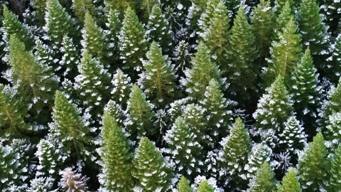 Drone flying slowly over pine trees with snow on Stock Footage 283072741
