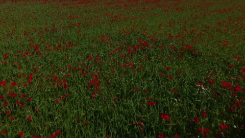 Drone flying slowly over red blooming poppy field Stock Footage 159794274