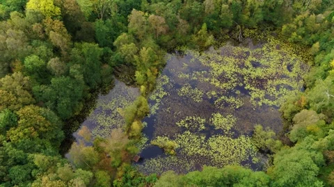 Drone flying slowly over small beautiful forest lake with water lilies Stock Footage 278364080
