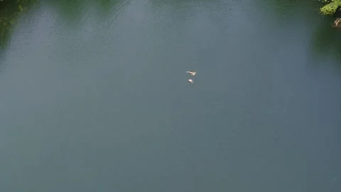 Drone flying slowly over young teenagers swimming in a beautiful forest lake Stock Footage 305564611