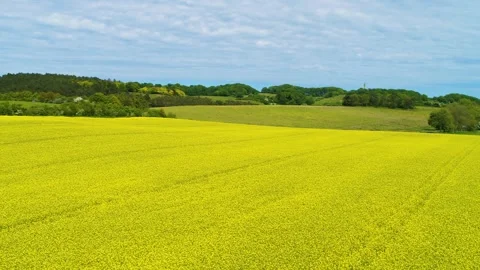 Drone flying slowly sideways over yellow canola field Stock Footage 278364201