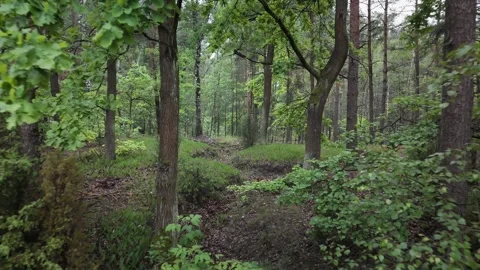 Drone flying slowly through a green forest in spring Stock Footage 317437485