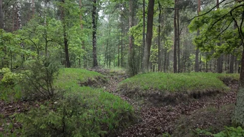 Drone flying slowly through a green forest in spring Stock Footage 317437537