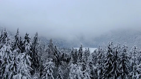 Drone flying in the snowy forest Stock Footage 103138546