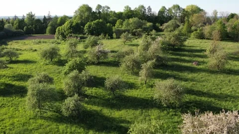 Drone Flying Straight Over Blooming Apple Trees in Spring Stock Footage 326295885
