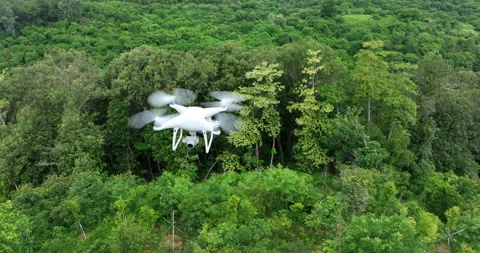 Drone flying in summer forest Stock Footage 194600965