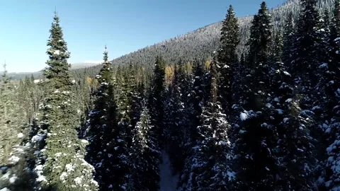 Drone Flying Threw Snowy Trees on a Mountain Shot Stock Footage 146612535