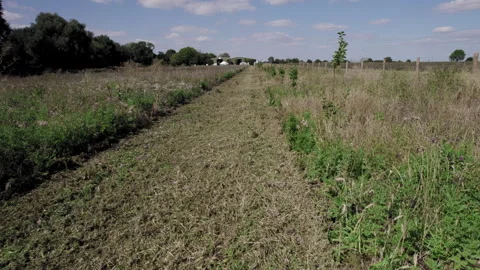 Drone Flying through Agroforestry Strip 스톡 동영상 264888886