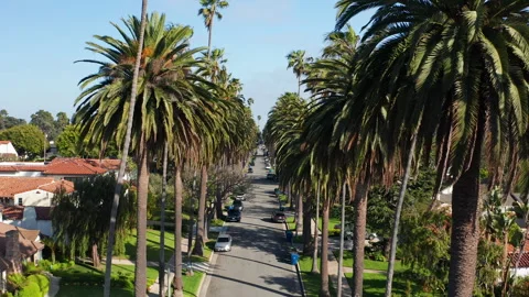 Drone flying through beautiful palm trees in Los Angeles Santa Monica Stock Footage 308200405