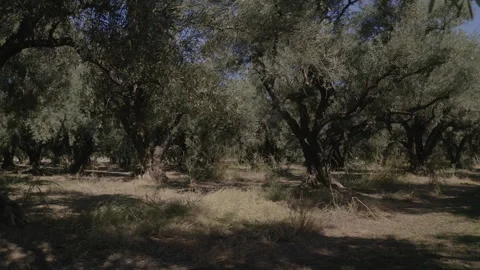 Drone Flying Through Bushes In Old Olive Grove Forest In Arizona 4K 30FPS Stock Footage 273933806