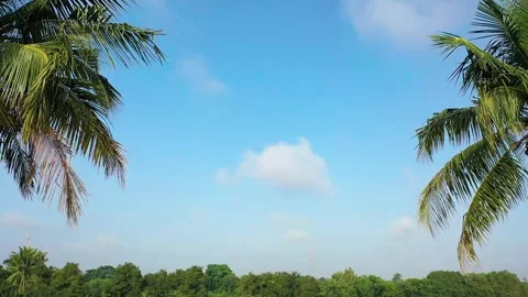 Drone flying through coconut palm trees towards the clear sky Stock Footage 254332031
