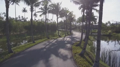 Drone Flying through Coconut Trees Road [4K D-Log] Stock-Footage 77256455