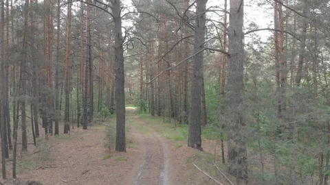 Drone flying through a coniferous forest over a country road Stock Footage 118771725