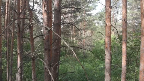 Drone flying through a coniferous forest over a country road Stock Footage 118772251