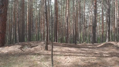 Drone flying through a coniferous forest over a country road Video stock 118772672