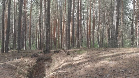 Drone flying through a coniferous forest over a country road Vídeo Stock 118773144