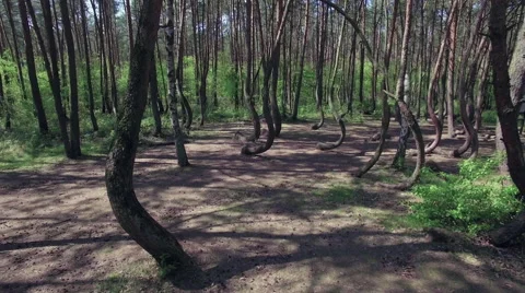 Drone flying through a crooked forest - shot01 - CC Video stock 63906927