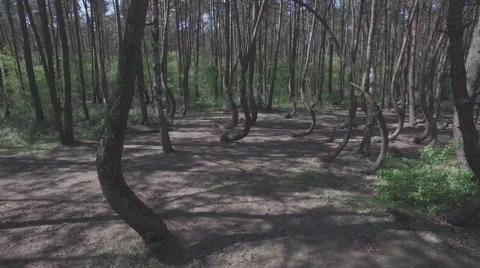 Drone flying through a crooked forest - shot01 - FLAT Video stock 63907019
