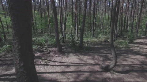 Drone flying through a crooked forest - shot02 - FLAT Video stock 63961261