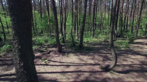 Drone flying through a crooked forest - shot02 - CC Video stock 63961562