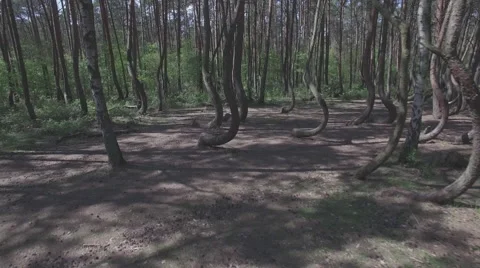 Drone flying through a crooked forest - shot03 - FLAT Video stock 63962146