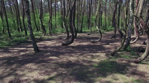 Drone flying through a crooked forest - shot03 - CC Stock Footage