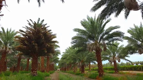 Drone Flying through date palm tree farm Stock Footage 167142951