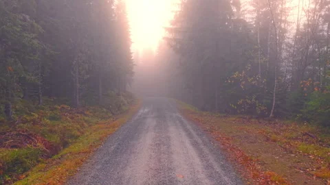 Drone Flying Through Dense Morning Fog Over Forest Road in Norway Stock Footage 320113710