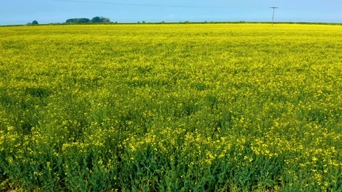 Drone flying through a field of yellow rapeseed low to the ground - Spring 2019 Stock Footage 108464445