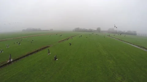 Drone flying through flock of geese almost having a collision with big birds 4k Stock Footage 59317778