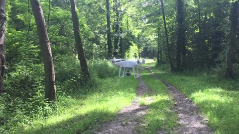 Drone Flying Through a Forest Canopy Stock Footage 277023568