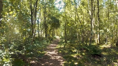 Drone flying through a forest 스톡 동영상 99476469