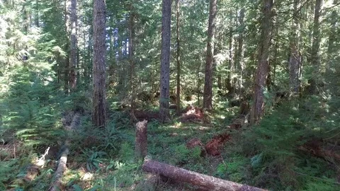 Drone Flying Through Forest Stock Footage 128558037