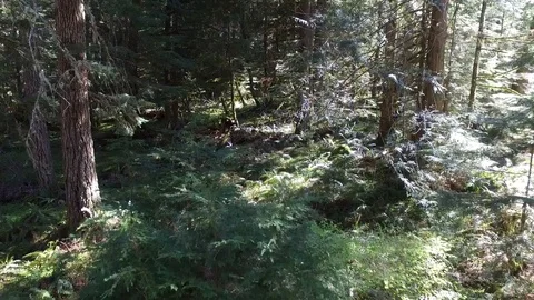Drone Flying Through Forest Stock Footage 128558048