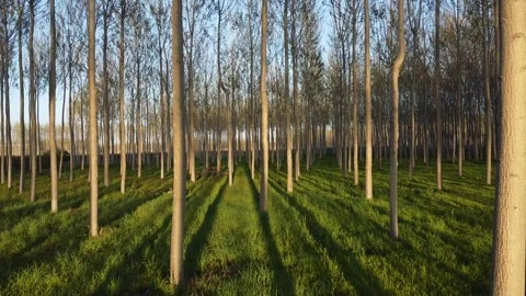 Drone flying through forest with long shadows and sunlight Stock Footage 331592500