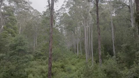 Drone flying through forest in Noojee Gippsland Victoria Australia 스톡 동영상 262939870