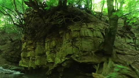 Drone Flying Through Forest Over Tree Roots Breaking Rocks Stock Footage 311666568