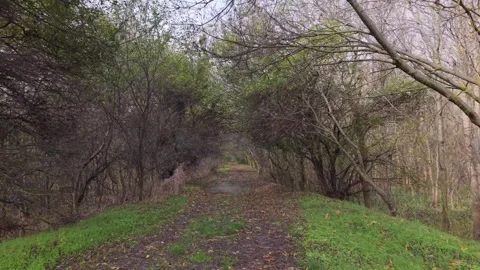 Drone flying through forest path with bare trees in autumn Stock Footage 321047180