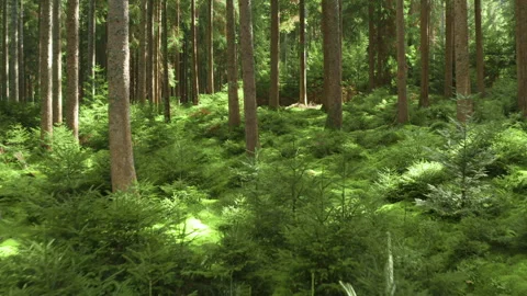 Drone flying through forest with sun rays and green moss ground Vídeos de archivo 318870987