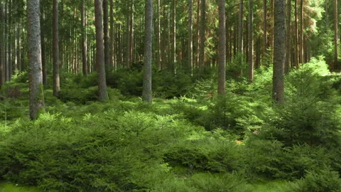 Drone flying through forest with sun rays and green moss ground Stock Footage 318871084