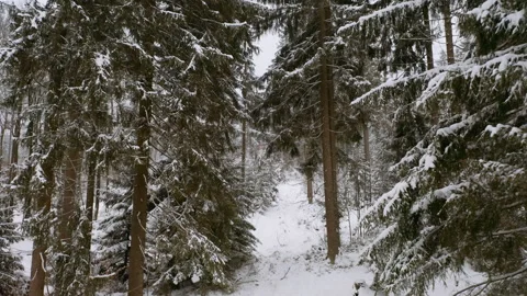 Drone flying through forrest while it´s snowing in the winter 2 Stock Footage 146756984