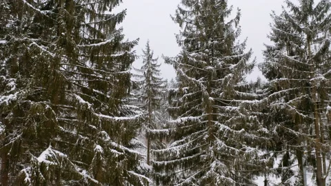Drone flying through forrest while it´s snowing in the winter 3 Stock Footage 146760632